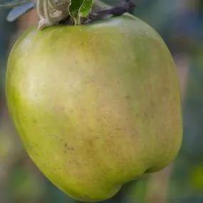 Lord Derby Apple (Malus domestica Lord Derby) Img 3